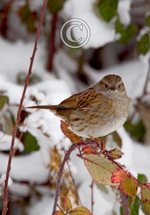 Dunnock DM1452